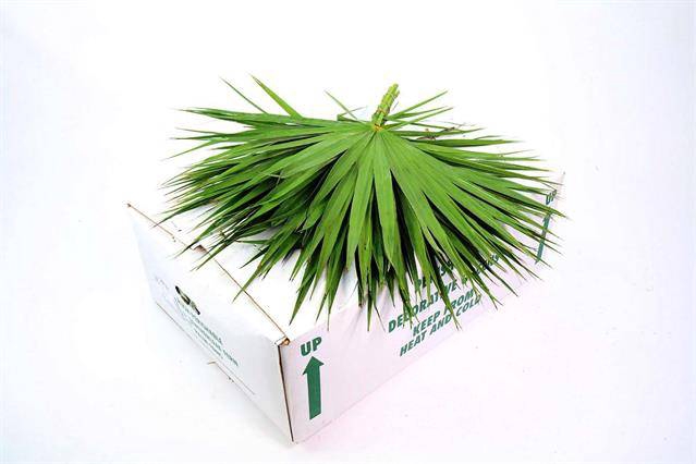 <h4>PALMETTO X 20</h4>