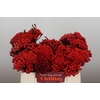 Kaaps Groen Red Brunia XL
