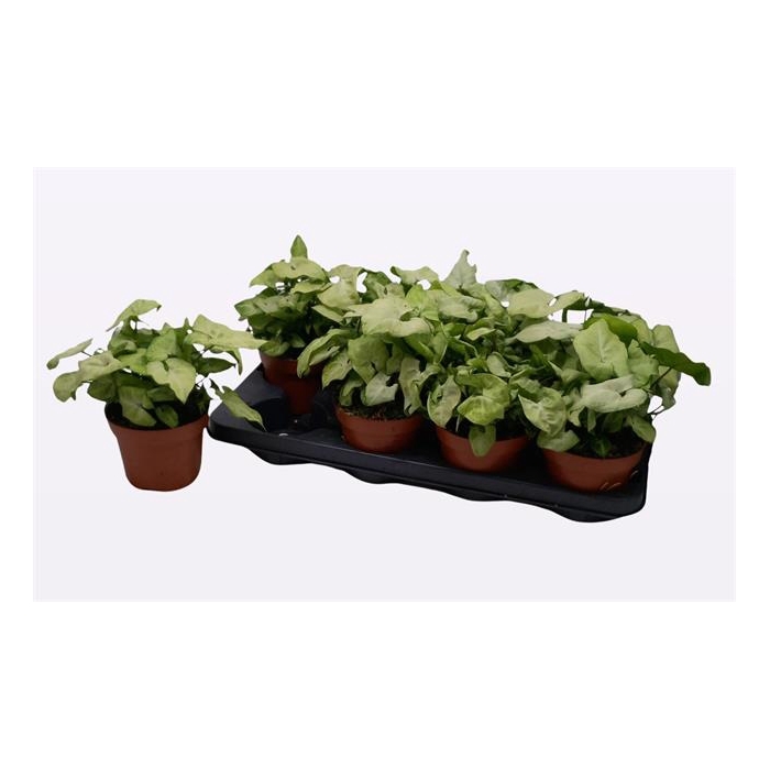 <h4>Syngonium White Butterfly 13Ø 25cm</h4>