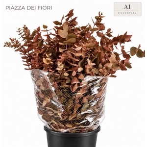 Euc. Cinerea Painted Autunno 'De Luxe'