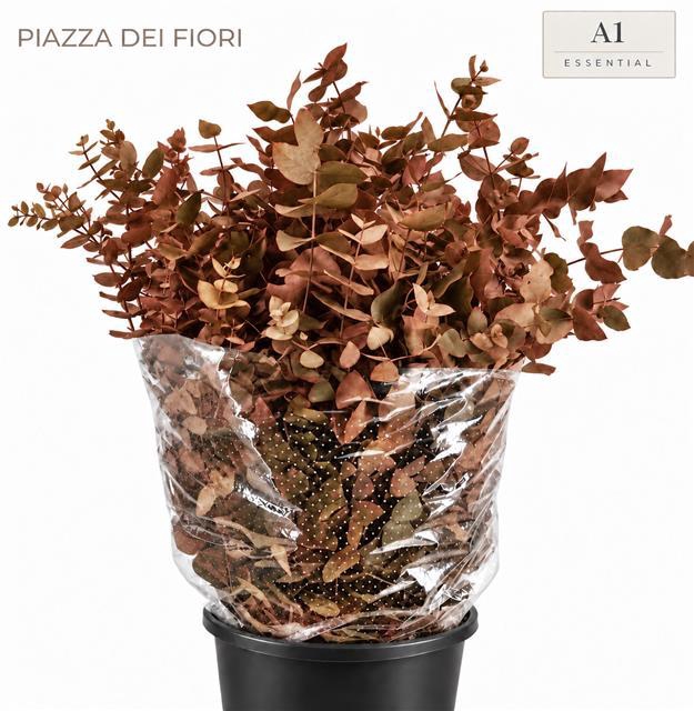 <h4>Euc. Cinerea Painted Autunno 'De Luxe'</h4>