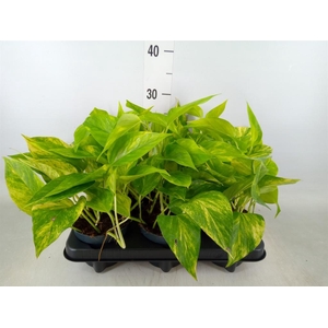 Epipremnum pinn. 'Hicolor'