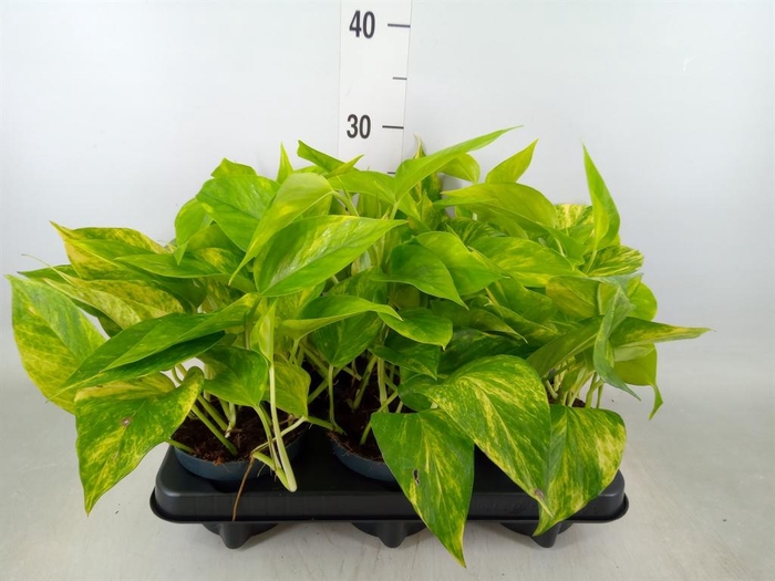 <h4>Epipremnum pinn. 'Hicolor'</h4>