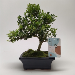 Ilex Outdoor Bonsai 15 cm