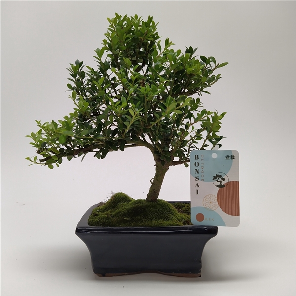 <h4>Ilex Outdoor Bonsai 15 cm</h4>