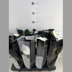 Anthurium andr. 'Alpine'