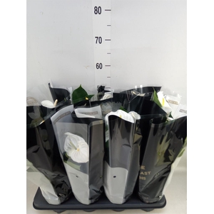 Anthurium andr. 'Alpine'