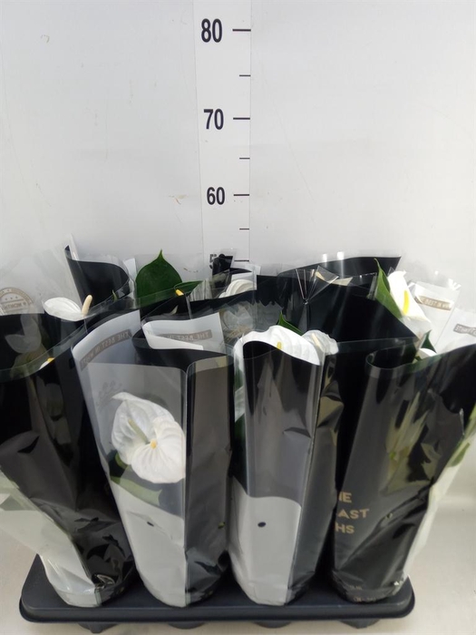 <h4>Anthurium andr. 'Alpine'</h4>