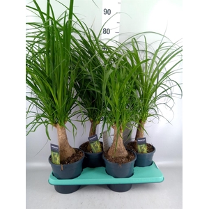 Beaucarnea recurvata
