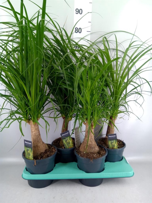 <h4>Beaucarnea recurvata</h4>