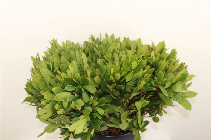 <h4>Arbutus Vertakt 55 Cm Per Tak</h4>