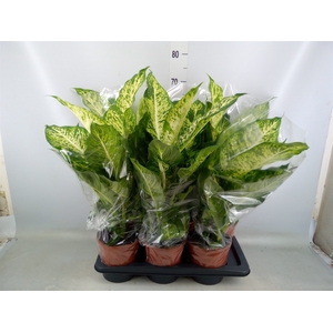 Dieffenbachia  'Mars'