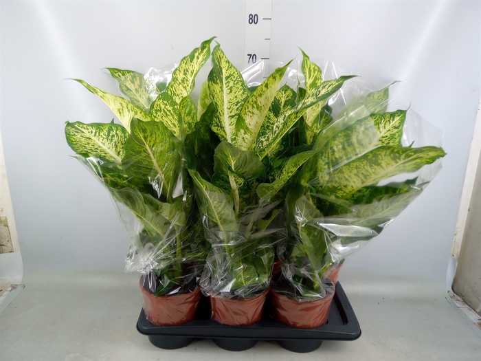 <h4>Dieffenbachia  'Mars'</h4>