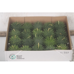 Cucumis Hirsutus X20