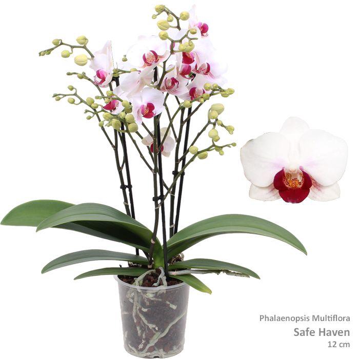 <h4>Phal. Multi 'Safe Haven' 3-tak</h4>