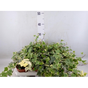 Hedera   ...variegated