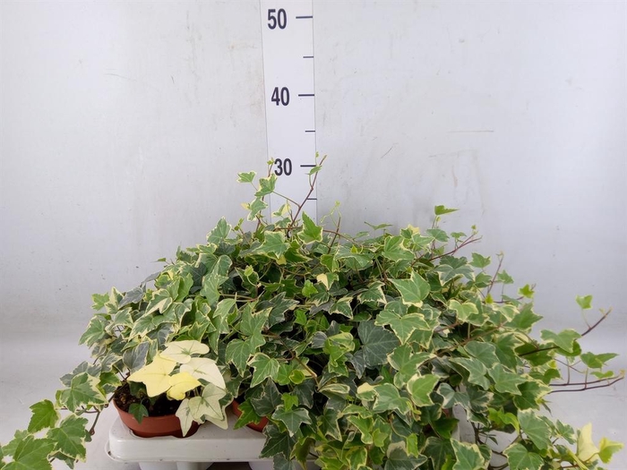<h4>Hedera   ...variegated</h4>