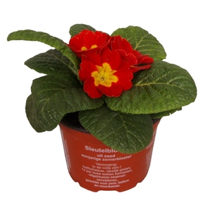 Primula Acaulis 9 cm Red'