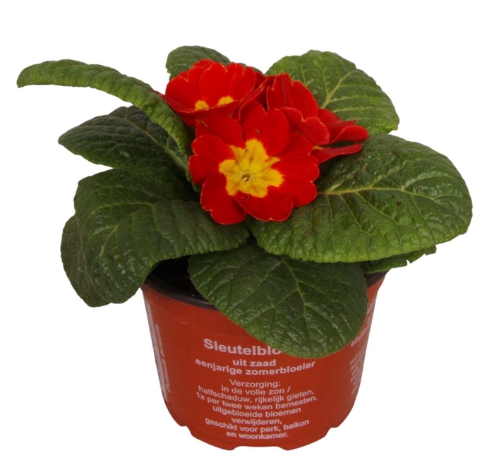 <h4>Primula Acaulis 9 cm Red'</h4>