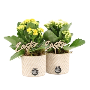 70792: Easter arrangement