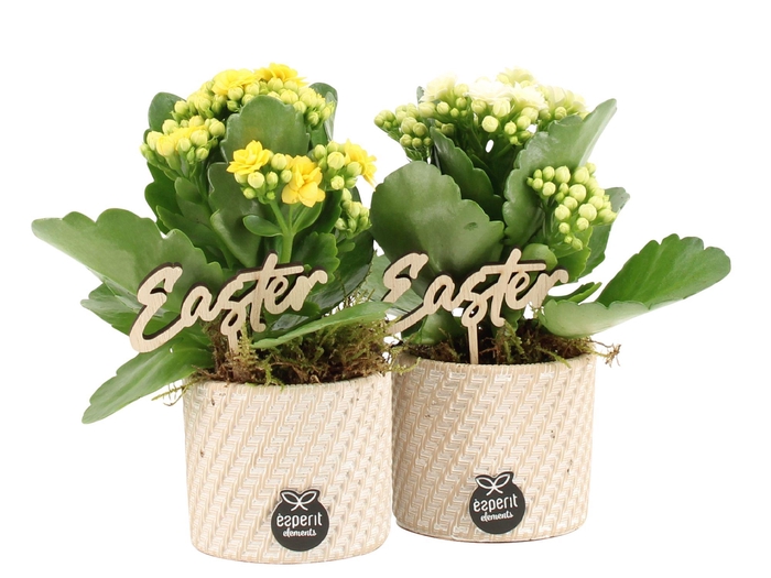 <h4>70792: Easter arrangement</h4>