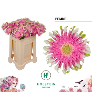 GERBERA GBK 'GERPASTA FEMKE'