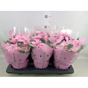 Euphorbia pulc. 'Princ Pink'