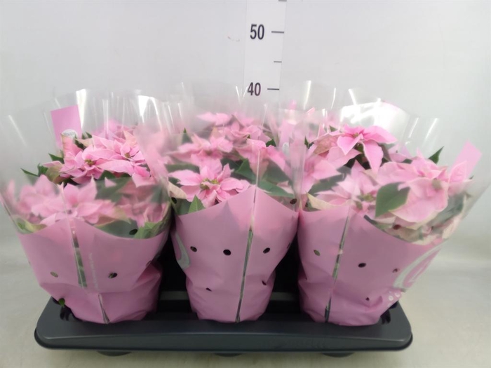 <h4>Euphorbia pulc. 'Princ Pink'</h4>