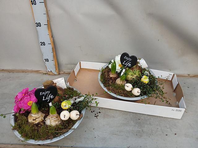 <h4>ARR BOL KNOLGEWAS</h4>