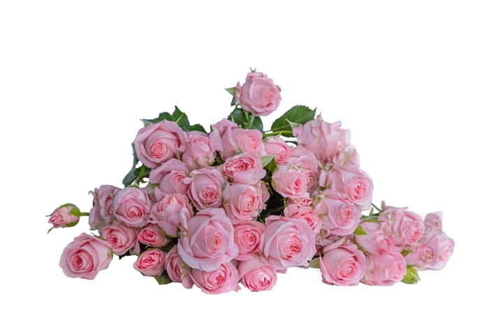 <h4>R Tr Bellalinda Pink</h4>