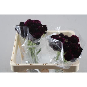 Scabiosa Red Velvet Scoop L50