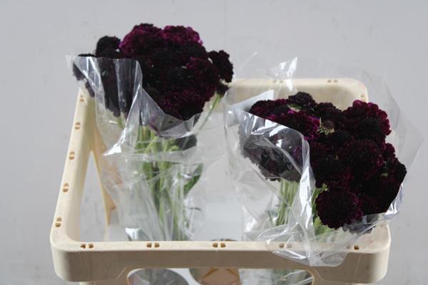 <h4>Scabiosa Red Velvet Scoop L50</h4>