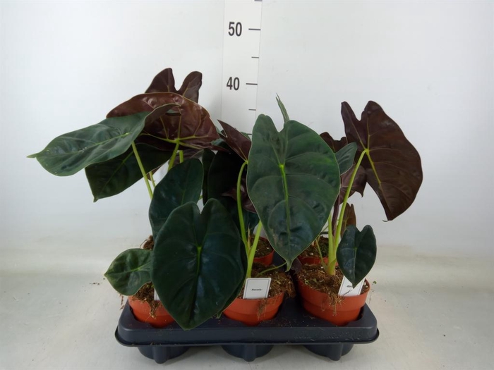 <h4>Alocasia   ...</h4>