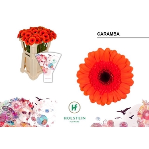 Germini Caramba Water x60