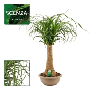 Beaucarnea recht 25 cm compact in schaal (Scenza)