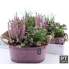 ARR TUINPLANTEN