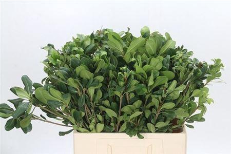 <h4>Pittosp Nurit</h4>