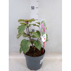 Clerodendrum bungei