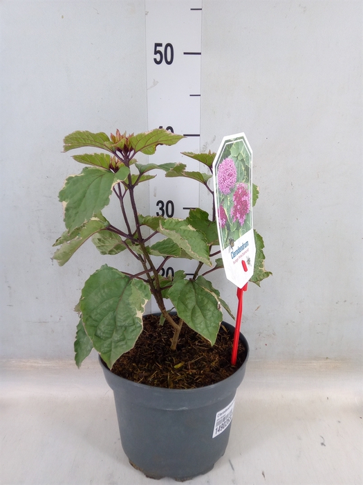 <h4>Clerodendrum bungei</h4>