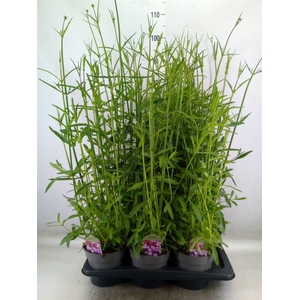 Verbena bonariensis