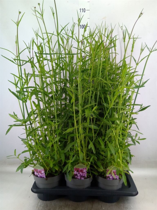 <h4>Verbena bonariensis</h4>
