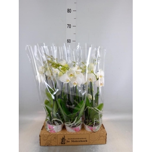 Phalaenopsis  'Ant Inverness'