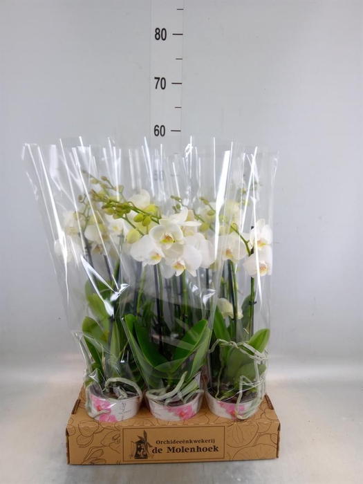 <h4>Phalaenopsis  'Ant Inverness'</h4>