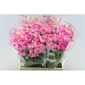 Ran Kloon Prima Bolero