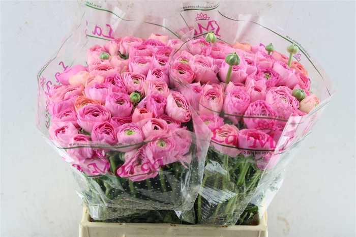 <h4>Ran Kloon Prima Bolero</h4>