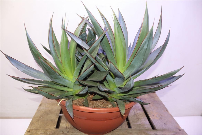 <h4>arr8 Agav Shaka Zulu Xxl</h4>