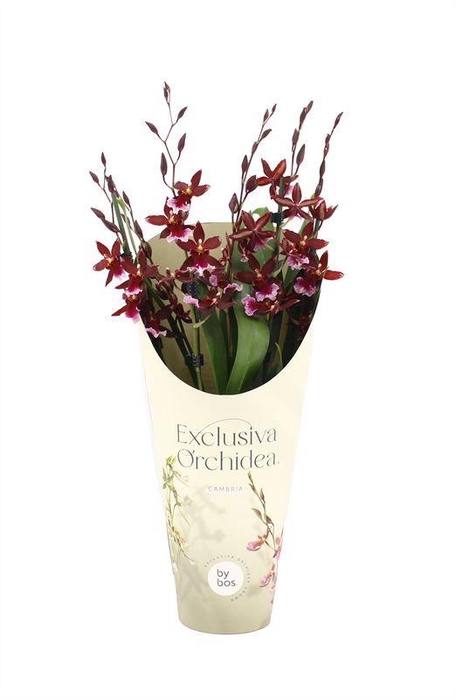 <h4>Potcover p12 exclusiva orchidea Barrocco Red 5-6T45+ regular</h4>