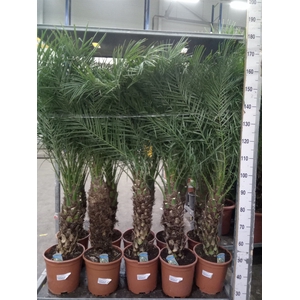 Phoenix roebelenii