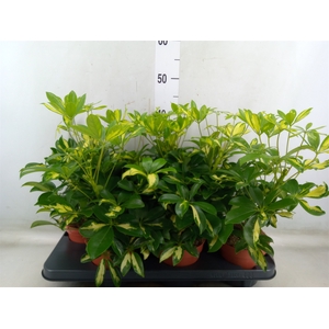 Schefflera arbor. 'Gerda'