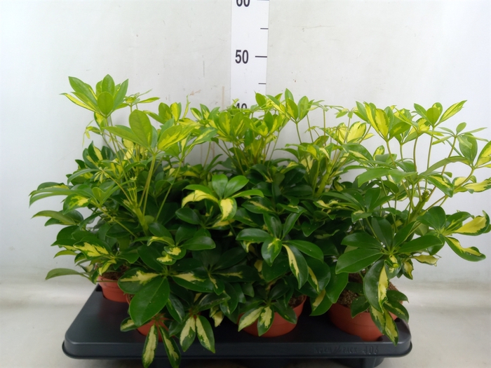 <h4>Schefflera arbor. 'Gerda'</h4>